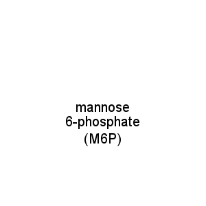 mannose 6-phosphate (M6P)